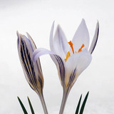 Crocus reticulatus