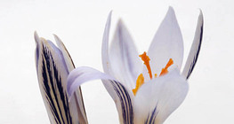 Crocus reticulatus