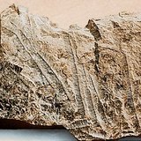 Kalksteen met fossielen