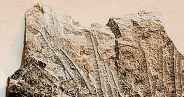 Versteinerter Seekalk