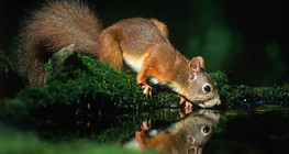 Eichhörnchen beim Trinken