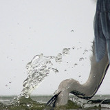 Vissende blauwe reiger