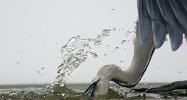 Graureiher beim Fischen