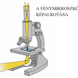 A fénymikroszkóp képalkotása