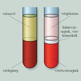 Alvadt és alvadásgátolt vér