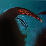 Cheliceren van een spin met een giftand