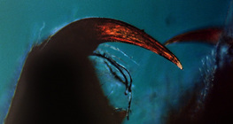 Chélicère d'araignée avec crochet venimeux