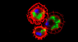 Drosophila, Blutkörperchen (rot gefärbt) nach dem Verschlingen von Bakterien (grün gefärbt)