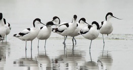 Avocette élégante