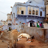 Indian street