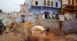 Rue indienne