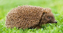 Igel