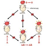 A különböző vércsoportok közötti véradási lehetőségek