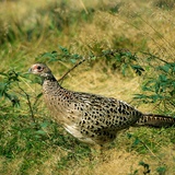 Femelle faisan