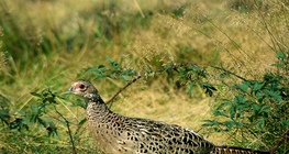 Femelle faisan
