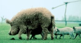 Mangalica-Schwein