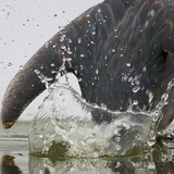 Vissende blauwe reiger