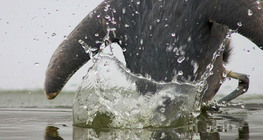 Graureiher beim Fischen