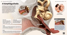 Middle Ear Infection, Otitis Media