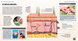 Cutaneous Senses