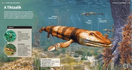Tiktaalik roseae