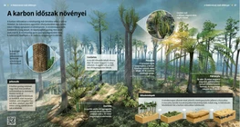 Carboniferous Flora