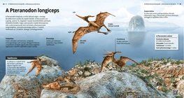 Pteranodonte