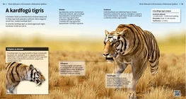 Tigre dai denti a sciabola