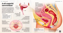 Apparato riproduttivo femminile