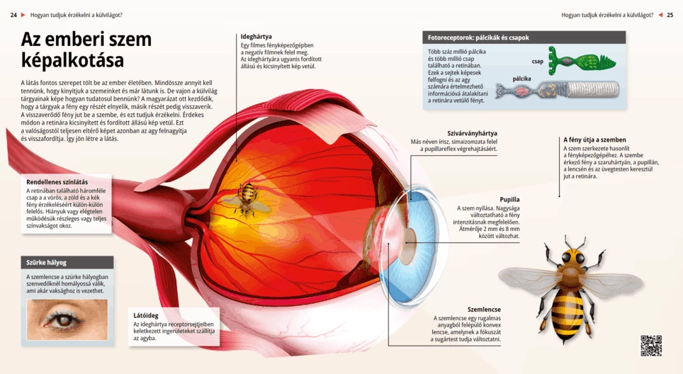 The Mechanism of Vision