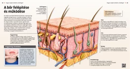 Anatomia e funzioni della pelle