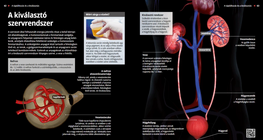 Die ableitenden Harnwege