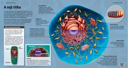 Il segreto delle cellule