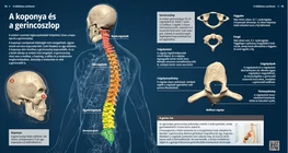Il cranio e la colonna vertebrale