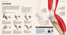 Articolazioni