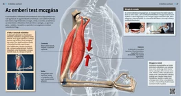 Movimenti del corpo umano