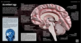 Il cervello umano