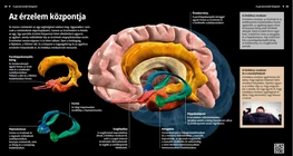 Il centro delle emozioni