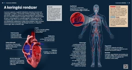 Il sistema cardiovascolare