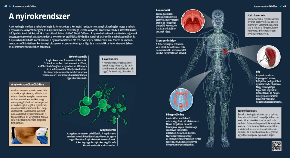 The Lymphatic System