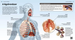 L’apparato respiratorio