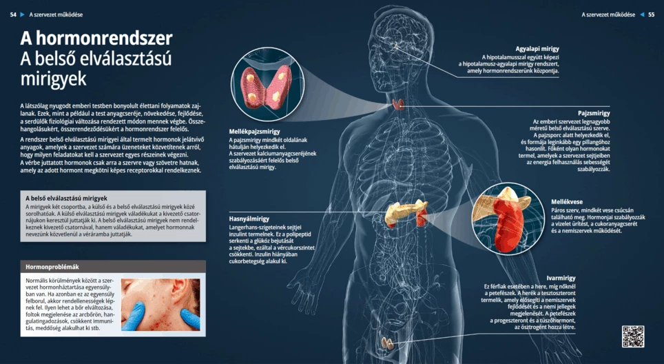 The Hormonal System – Endocrine glands