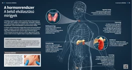 Il sistema ormonale Il sistema endocrino