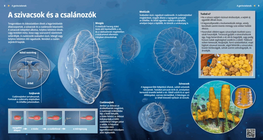 Jellyfish and Sponges: Simple Organisms
