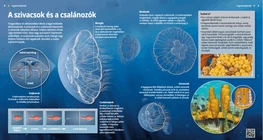Meduse e spugne: organismi semplici