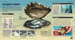 Pearls: Nature’s Rare Gift