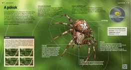 Ragni: creature spaventose