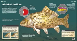 Pesci: le molteplicitŕ degli animali acquatici