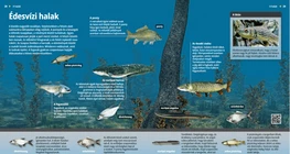 Specie di pesci d’acqua dolce