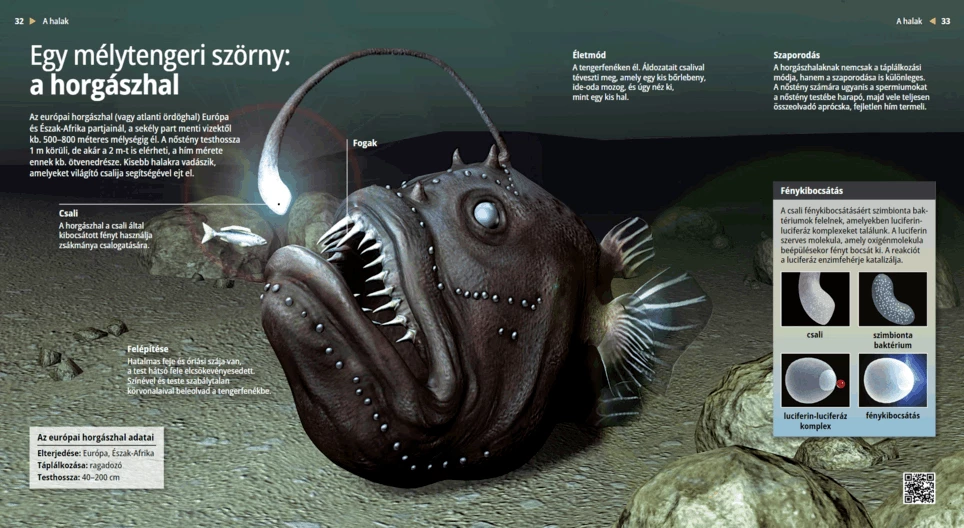 The Anglerfish: A Deep-sea Monster